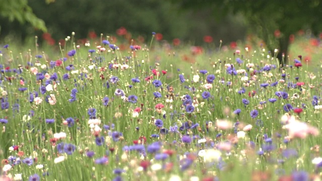 矢车菊，日本枥木视频素材