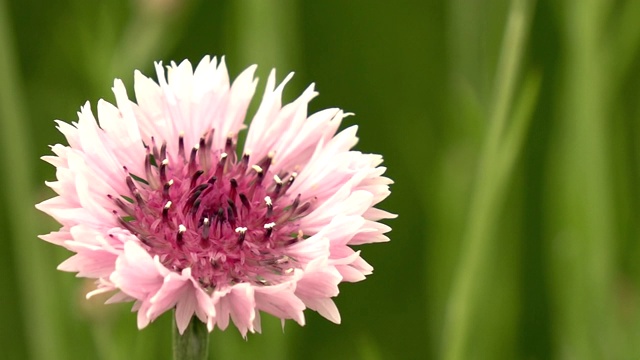 矢车菊，日本枥木视频素材