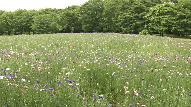 矢车菊，日本枥木视频素材