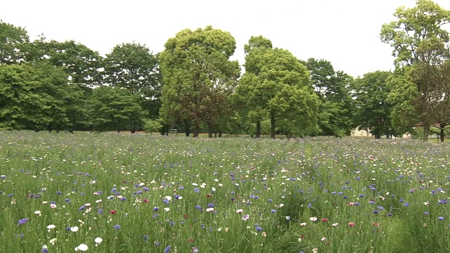 矢车菊，日本枥木视频素材