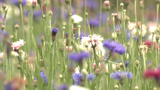 矢车菊花，日本枥木县视频素材