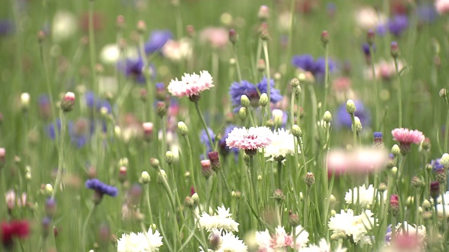 矢车菊，日本枥木视频素材