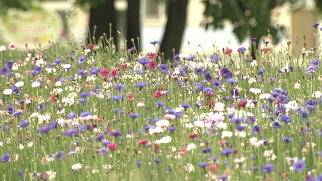 矢车菊花，日本枥木县视频素材