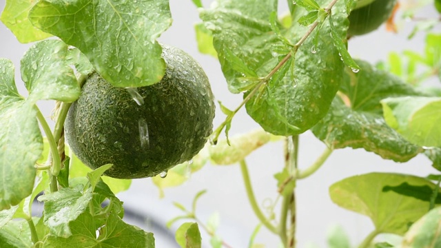 瓜长在树上，在风雨中摇摆。视频素材