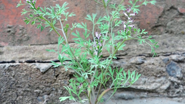 植物从混凝土中冲破沥青生长出来视频素材