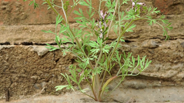 植物从混凝土中冲破沥青生长出来视频素材