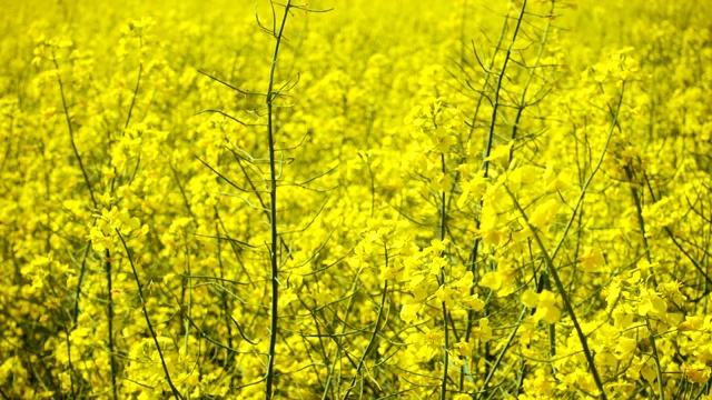 阳光灿烂的油菜田视频素材