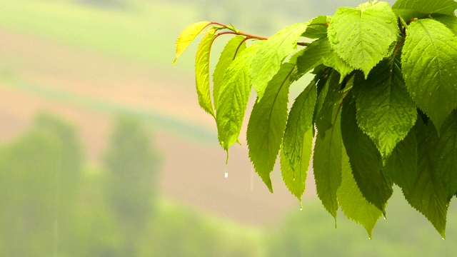 绿植上的雨视频素材