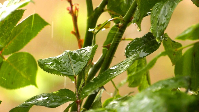 绿植上的雨视频素材