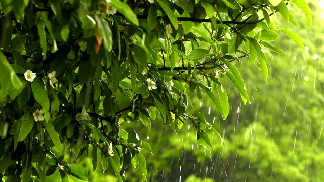 绿植上的雨视频素材