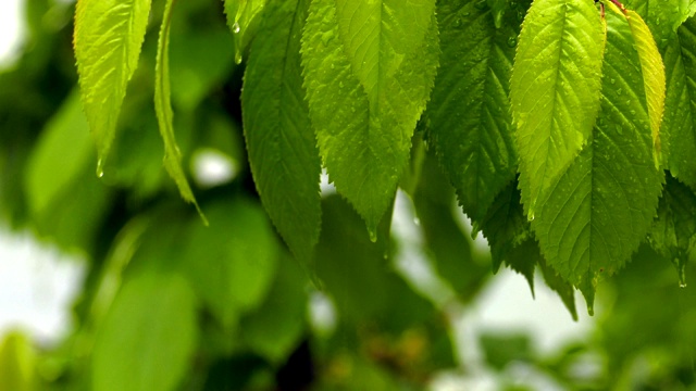 绿植上的雨视频素材