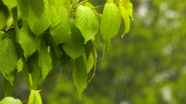 绿植上的雨视频素材