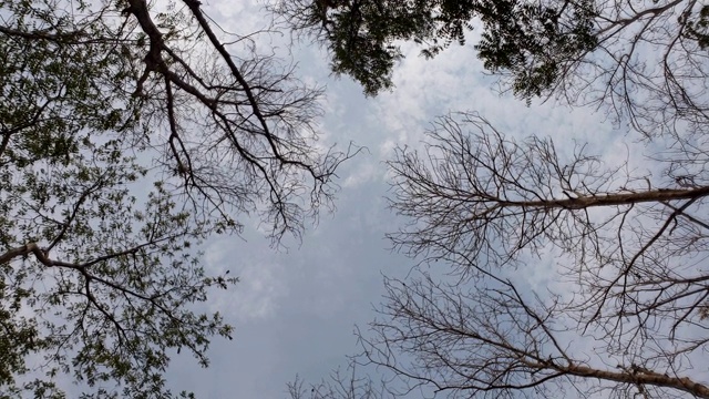 夏天生长于热带雨林。视频素材