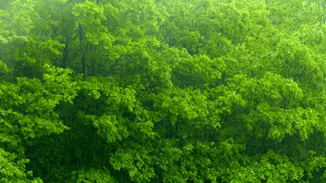 绿植上的雨视频素材