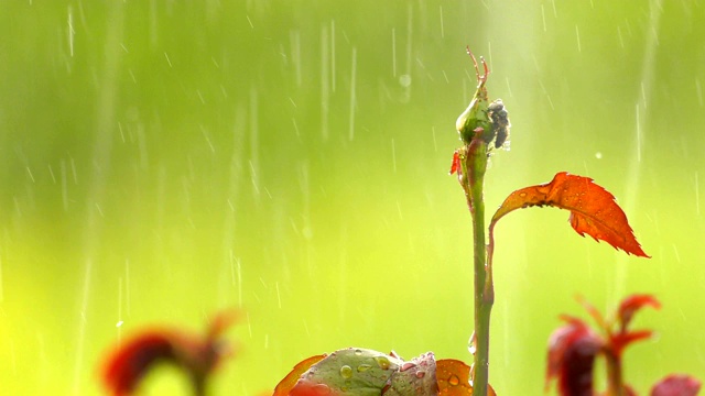 绿植上的雨视频素材