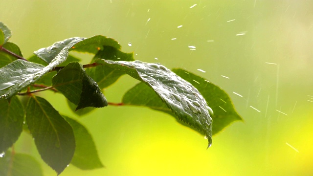 绿植上的雨视频素材