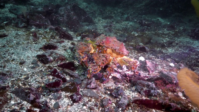 刺蟹在岩石海床上移动，温哥华岛，加拿大视频素材