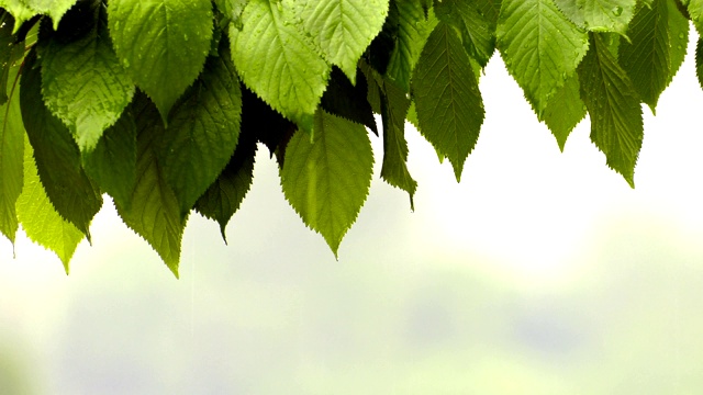 绿植上的雨视频素材