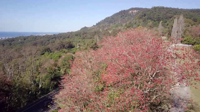 空中向前:穿过森林覆盖山的熙熙攘攘的道路，卧龙岗，澳大利亚视频素材