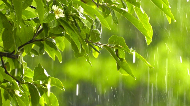 绿植上的雨视频素材