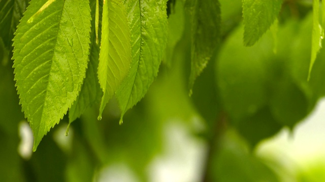 绿植上的雨视频素材