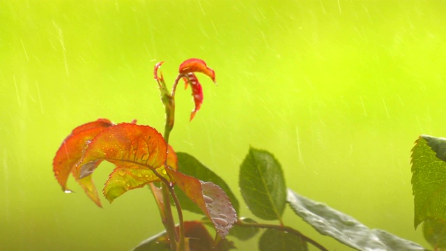 绿植上的雨视频素材