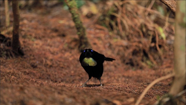 巴布亚新几内亚的Parotia (Parotia lawesii)寻找食物视频素材