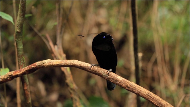 劳斯的Parotia (Parotia lawesii)在巴布亚新几内亚的一个分支上寻找视频素材