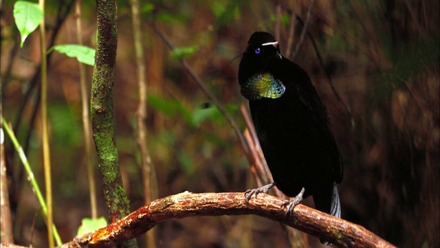 劳斯的Parotia (Parotia lawesii)在巴布亚新几内亚表演他的求偶表演舞蹈视频素材