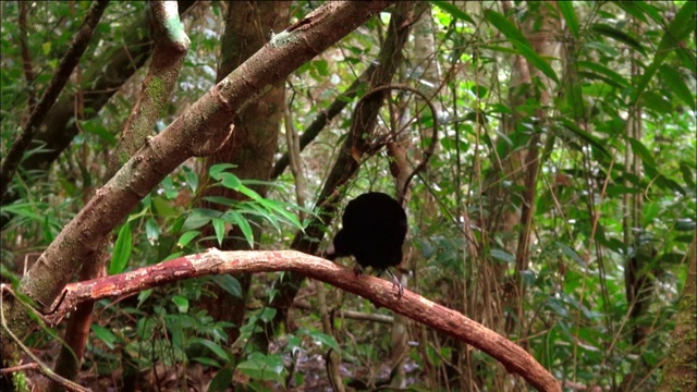 劳斯的Parotia (Parotia lawesii)在巴布亚新几内亚表演他的求偶表演舞蹈视频素材