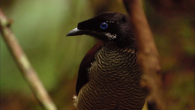 女性警长的帕罗蒂亚·拉维西(Parotia lawesii)，巴布亚新几内亚视频素材