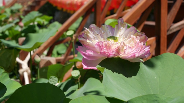 池塘里粉红色的荷花和绿色的叶子。美丽的部分白色莲花作为佛教的象征漂浮在池塘的水在阳光灿烂的日子。佛教的宗教。花的背景。视频素材