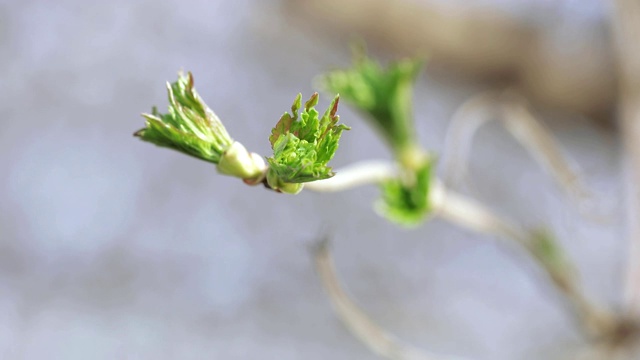 春天苹果树的芽视频素材