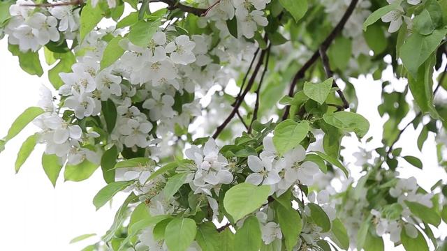 特写，四月，苹果树上的花视频素材