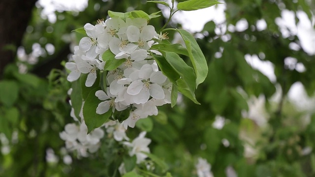 特写，四月，苹果树上的花视频素材