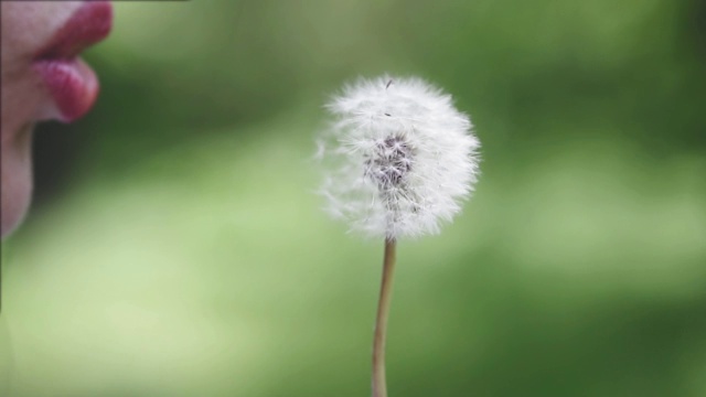 年轻女子吹着蒲公英，慢镜头。许愿的概念。Сoncept无过敏。视频素材