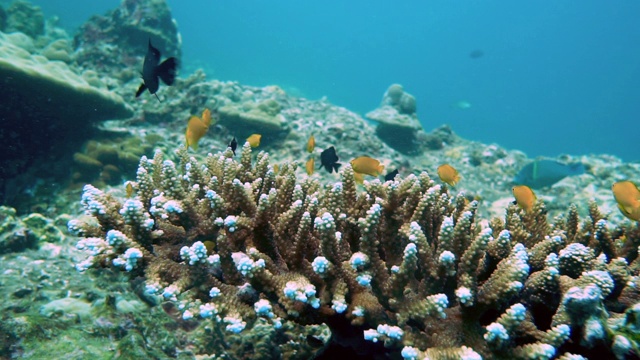 鹿角珊瑚礁(Acropora)的柠檬雀鲷(Pomacentrus moluccenis)视频素材