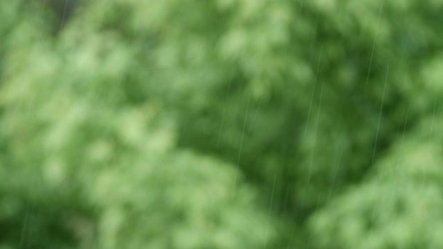 可循环的近距离拍摄森林中的雨，雨林，POV，选择性聚焦，绿色植物，美丽的自然，春天，秋天视频素材