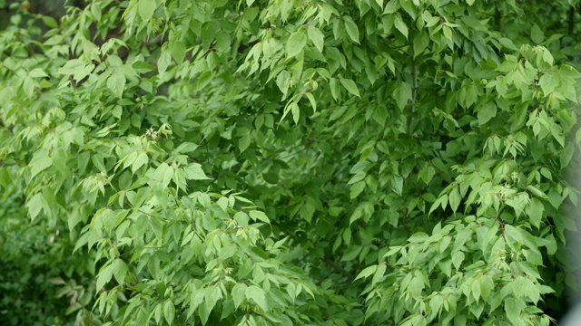 可循环的近距离拍摄森林中的雨，雨林，POV，选择性聚焦，绿色植物，美丽的自然，春天，秋天视频素材