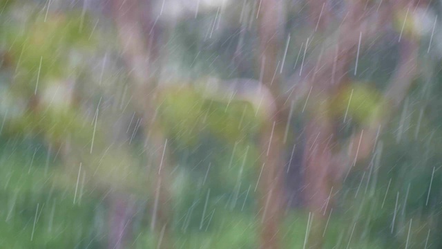 可循环的近距离拍摄森林中的雨，雨林，POV，选择性聚焦，绿色植物，美丽的自然，春天，秋天视频素材