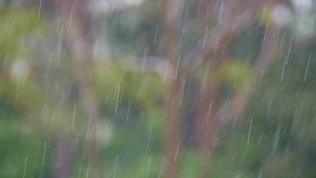 可循环拍摄的雨落在森林，雨林，POV，选择性聚焦，绿色植物，美丽的自然，春天，秋天视频素材