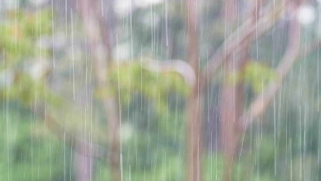 可循环的近距离拍摄森林中的雨，雨林，POV，选择性聚焦，绿色植物，美丽的自然，春天，秋天视频素材