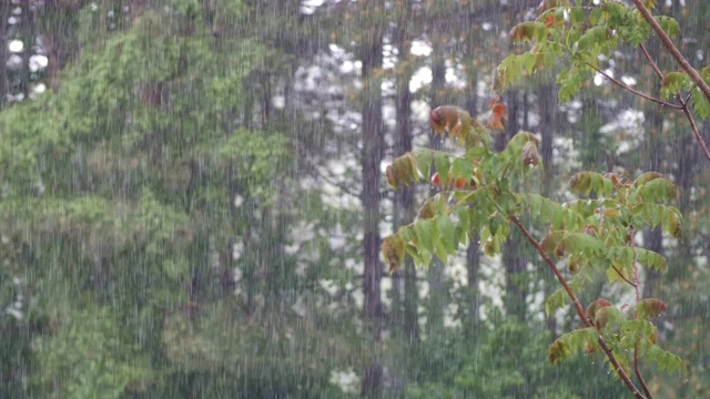 可循环的近距离拍摄森林中的雨，POV，选择性聚焦，绿色植物，美丽的自然，春天，秋天视频素材