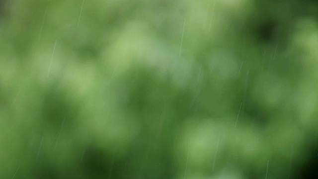 可循环的近距离拍摄森林中的雨，雨林，POV，选择性聚焦，绿色植物，美丽的自然，春天，秋天视频素材