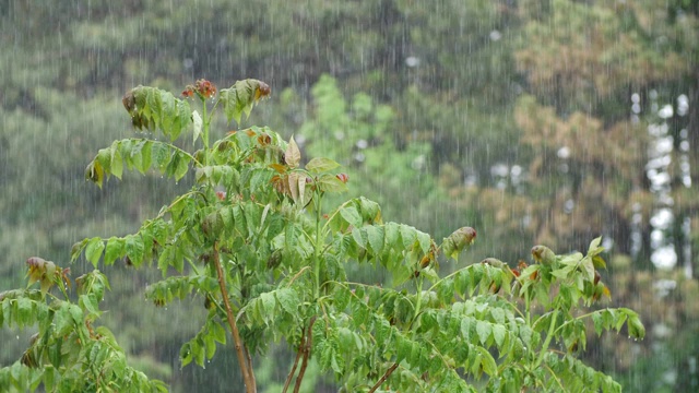 可循环的近距离拍摄森林中的雨，POV，选择性聚焦，绿色植物，美丽的自然，春天，秋天视频素材