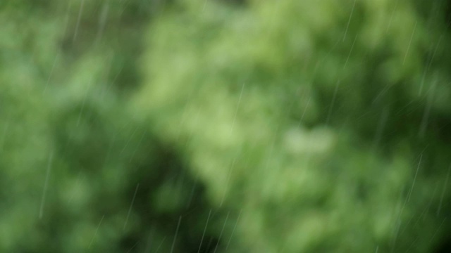 可循环的近距离拍摄森林中的雨，雨林，POV，选择性聚焦，绿色植物，美丽的自然，春天，秋天视频素材