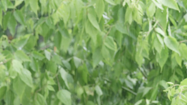 可循环的近距离拍摄森林中的雨，POV，选择性聚焦，绿色植物，美丽的自然，春天，秋天视频素材