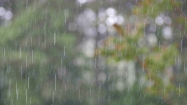 可循环的近距离拍摄森林中的雨，雨林，POV，选择性聚焦，绿色植物，美丽的自然，春天，秋天视频素材