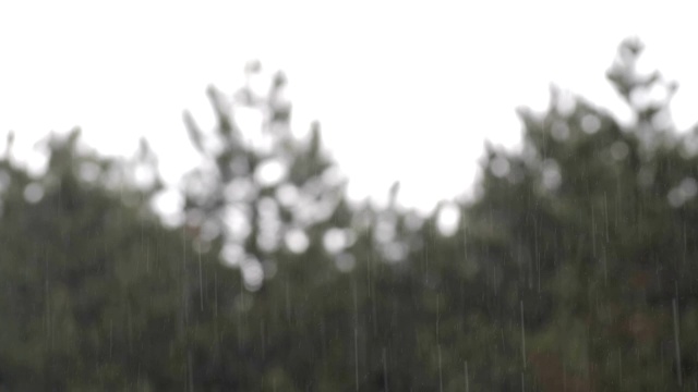 可循环的近距离拍摄森林中的雨，POV，选择性聚焦，绿色植物，美丽的自然，春天，秋天视频素材