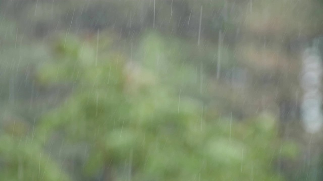 可循环的近距离拍摄森林中的雨，雨林，POV，选择性聚焦，绿色植物，美丽的自然，春天，秋天视频素材